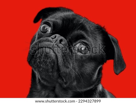 black pug dog in red background
