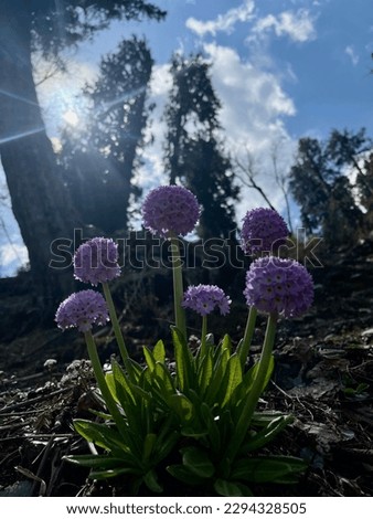 Primula denticulata, the drumstick primula, is a species of flowering plant in the family Primulaceae captured from Kashmir Palistan.