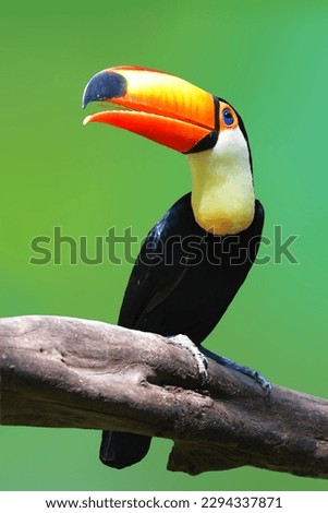 The Toucan Toco (Ramphastos toco) perching on a branch on green background.