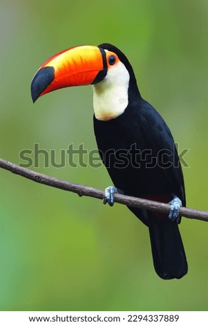 The Toucan Toco (Ramphastos toco) perching on a branch  on green background.