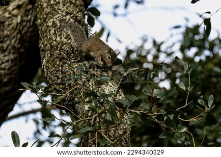 A squirrel running down a tree branch