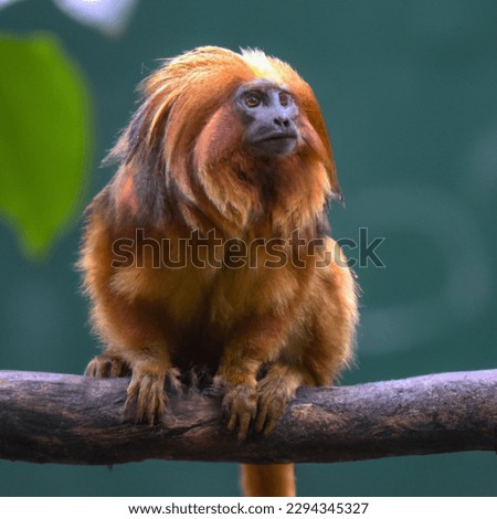 The golden lion tamarin (Leontopithecus rosalia, also known as the golden marmoset, is a small New World monkey of the family Callitrichidae Royalty-Free Stock Photo #2294345327