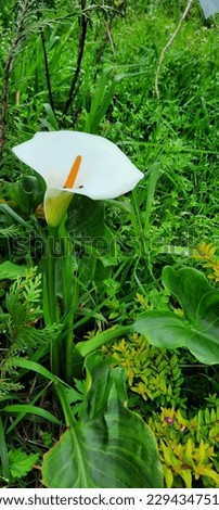 Calla lily flower is considered a simbol of trust and loyalty. This white flower can be a means to show that your partner is serious for a long term relationship