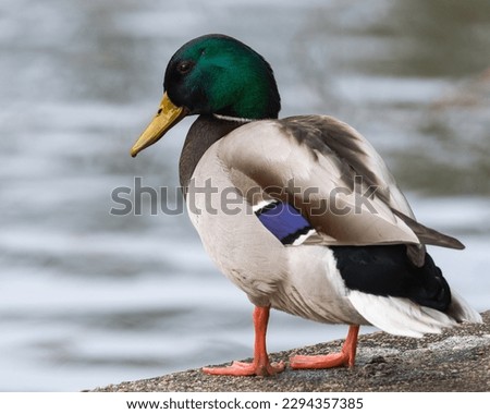 A Beautiful Male Duck is Standing on the Concrete Balustrade by the Lake in Early Spring Royalty-Free Stock Photo #2294357385
