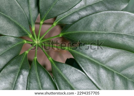 Schefflera arboricola. Detail of the leaves of the ornamental plant cheflera or dwarf umbrella tree.