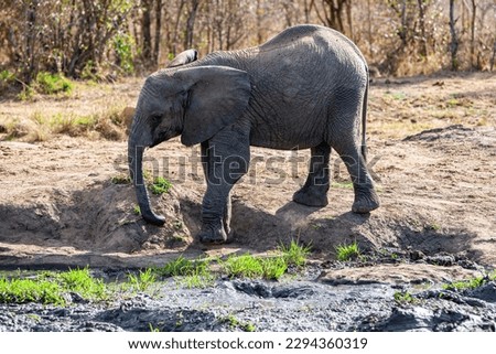 Elephant in the Hlane Royal National Park, Swaziland
