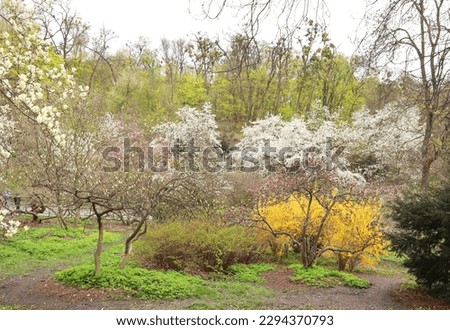 Blooming magnolia in Fomin Botanical Garden in Kyiv, Ukraine