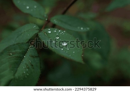 Green rose leaf macro dew drops. Summer natural background. The concept of morning freshness, new life, healing water. Cool summer rain. Abstract green blurred background. Copy space. Banner