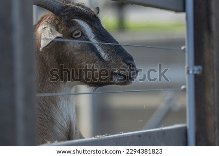 The Picture of goat behind the metal fence.