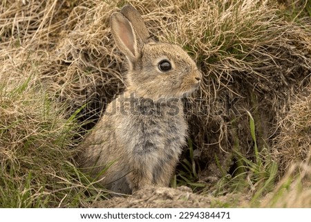 Baby wild rabbit in Springtime, just about to leave the safety of the rabbit warren, alert and facing right.  Close up.  Scientific name: Oryctolagus cuniculus.  Space for copy. Royalty-Free Stock Photo #2294384471