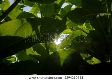 light and shadow from under the leaves