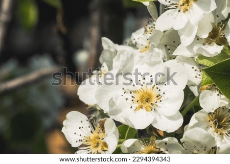 White blossoming apple trees in the sunset light. Spring season, spring colors. Delicate white apple tree flowers and green leaves close up
