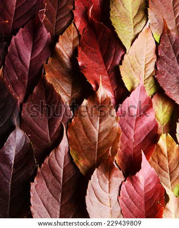 Bright background made of autumn leaves 