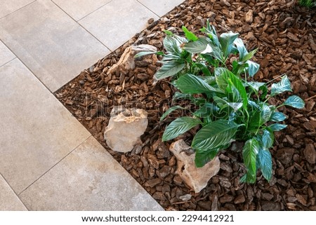 Green plant mulched with natural brown bark mulch and decorative stones near pedestrian pathway. Top view. Modern gardening landscaping design Royalty-Free Stock Photo #2294412921