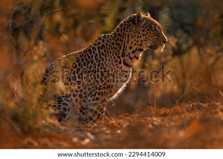 Leopard sunset in Savuti, Chobe NP in Botswana. Africa wildlife. Wild cat hidden in the green gold vegetation. Leopard in the nature, sitting under the tree.  
