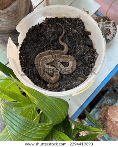Small snake hide one's self on soil white pot in houseplants after eat something 