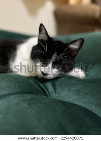 Cute tuxedo cat sleeping on his couch