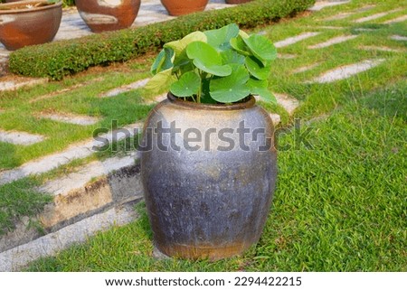 Beautiful lotus in a pot