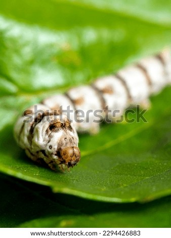 macro close up of a silkworm (Bombyx mori - domestic silk moth) on a mulberry leaf with blurred background Royalty-Free Stock Photo #2294426883