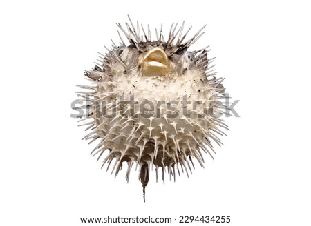 Close up bottom view of porcupine fish on white background