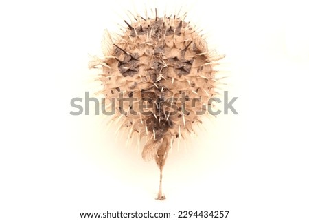Close up top view of porcupine fish on white background
