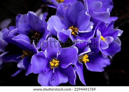 African violet flowers (Saintpaulia),  Close-up, Blossoming and Macro photo of african violet flowers. Royalty-Free Stock Photo #2294441769