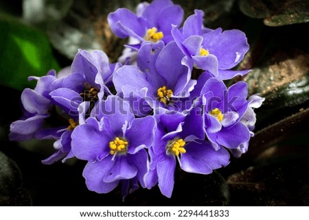 African violet flowers (Saintpaulia),  Close-up, Blossoming and Macro photo of african violet flowers. Royalty-Free Stock Photo #2294441833