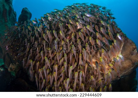 Golden sweepers school on a coral reef near the island of Sulawesi in Indonesia. This tropical region is within the Coral Triangle and harbors a huge amount of marine biodiversity.