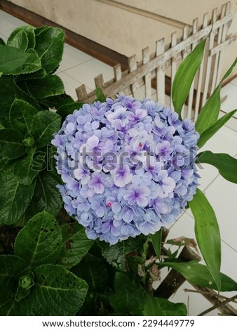 Hydrangea flower picture taken in front of the house 