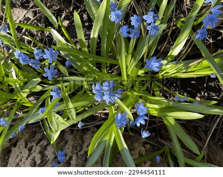 Blue flowers in the wild, very beautiful 