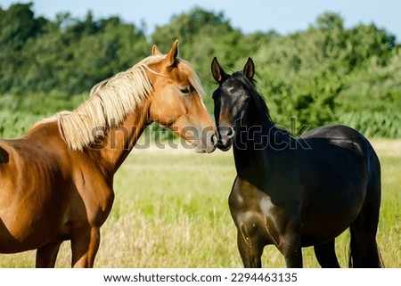 two horses in the field, beautiful photo digital picture