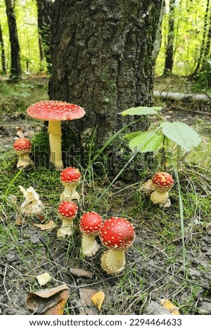 Amanita muscaria in the green forest as danger mushroom