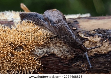Gastropods on a moldy log. The gastropods commonly known as slugs and snails, belong to a large taxonomic class of invertebrates within the phylum Mollusca called Gastropoda. Royalty-Free Stock Photo #2294468895