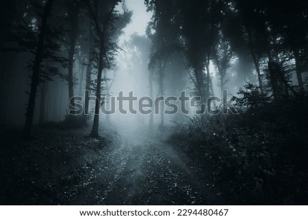 dark spooky forest road at night