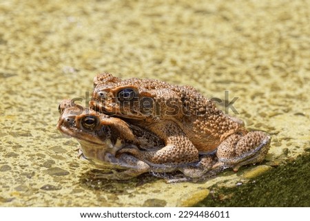 Two Cane Toads Mating on the Water Royalty-Free Stock Photo #2294486011