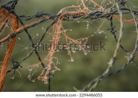 A close-up photo of barbed wire with raffia string, cobwebs, and raindrops, against a blurry green background.