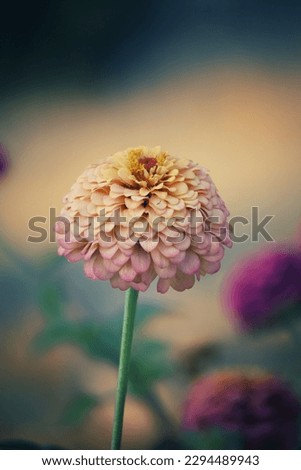 
yellow background and colorful flower