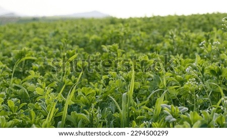 Clover field in closeup image, with mountain on the horizon, Czech Republic, Central Bohemia