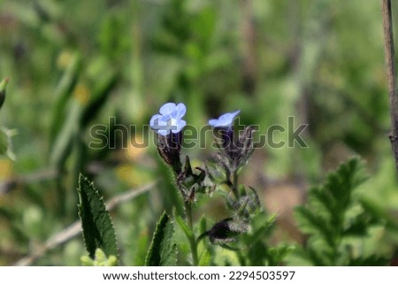 Flower: "Anchusa arvensis" in the field 