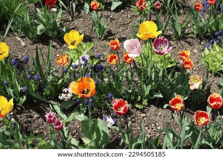A multitude of tulips of different colors that can be found in a local garden.The picture is taken on a clear day