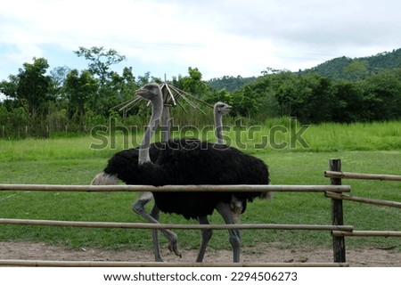 A couple of Ostriches hanging out in a large field behind a wooden fence at a petting zoo in Kanchanaburi, Thailand.