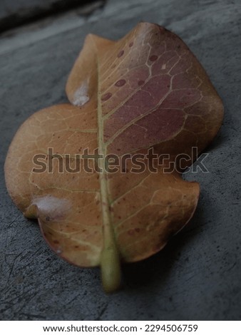 a fallen leaf is on the wall