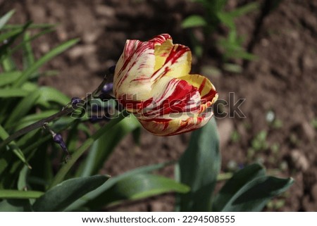Thread of a mixed-color tulip. This tulip has both yellow and red patterns on it 