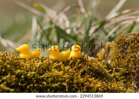 funny picture with three yellow plastic ducks swimming over some moods in the nature - symbolic solidarity