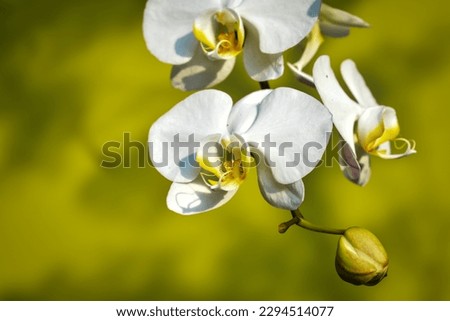 White moon orchid, moth orchid, or mariposa orchid, is a species of flowering plant in the orchid family Orchidaceae. Isolated picture, selective focus, bokeh background 