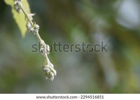Molucca bramble or Rubus moluccanus also known as Eelkek, Common queensland