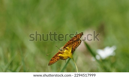 Beauty of Melitaea Didyma: Unraveling the Secrets of the Spotted Fritillary Butterfly. Spring shots