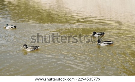 Beautiful landscape of group of ducks swimming in the pond. Lake of aquatic animals.
