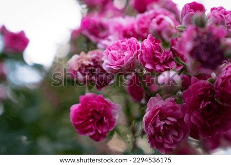 Damask rose (Rósa × damascena) is a perennial shrub;  a species of the genus Rosehip of the Rosaceae family. Royalty-Free Stock Photo #2294536175