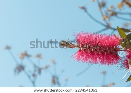 Picture of bottlebrush flower under blue sky at Mediterranean Coast